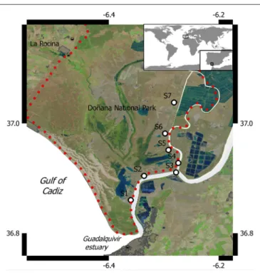 FIGURE 1 | Location of the Doñana salt marshes and sampling sites.