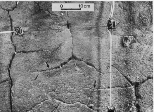 Figure 12.  Surface of  a large experimental model, performed in Caen. The surface of  the silty loam affected by  repeated freezing and  thawing presents a well-developed desiccation network along which air escapes to the surface during thaw