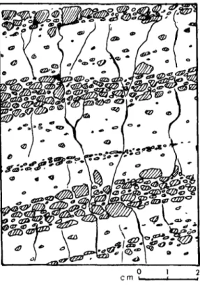 Figure 3.  Short prismatic structure observed in  stratified sandy heads (Cliff of  Les Ilets, cap de la Hague, Western France)