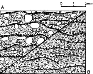 Figure 5.  Freezing and thawing structural fabric, developed, on left  (A)  in a poorly-graded sandy loam, on right  (B)  in a well-graded loam 