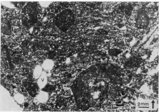 Figure 7.  Frostcreep fabric in a stony calcareous loam; microstripes on a 7&#34;  slope (French Camp, Ny Alesund, Northwestern Spitzbergen)