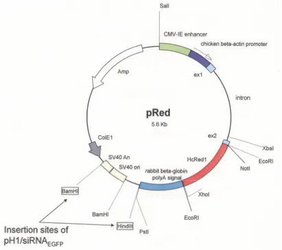 Figure 11: Cartographie du plasmide pRed.