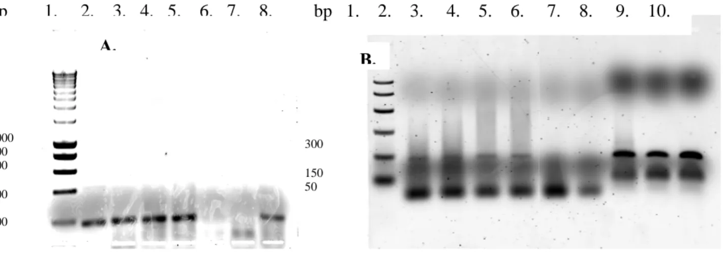 Figure 21: Analyse par RT-PCR de l’expression de l’ARNm de EFHC1 dans les lignées de souris et de rat: A