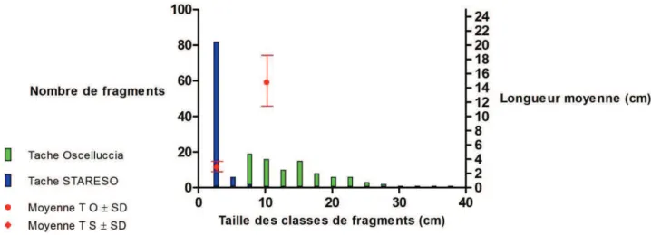 Figure 7 : histogramme combiné des longueurs des fragments de litière de posidonie prélevés sur les Taches Oscelluccia  et  STARESO  (respectivement  en  vert  et  en  bleu)  et  organisées  par  classes  de  longueurs  les  plus  abondantes