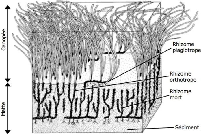Figure 2.2 : Représentation schématique de la structure d’un herbier de posidonies (d’après  B OUDOURESQUE