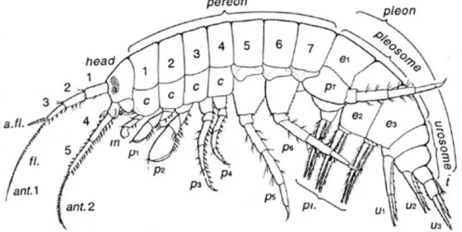 Figure 2.3 : Morphologie typique d’un crustacé amphipode (d’après B ARNARD  &amp; K ARAMAN , 1991, modifié)