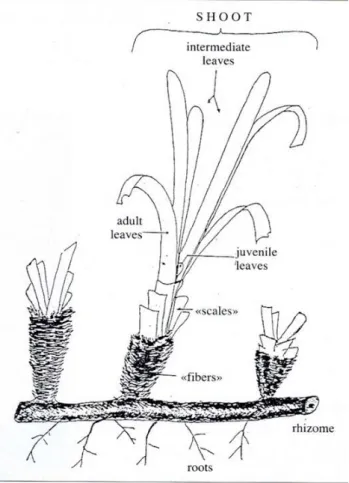 Figure 2.1  : Structure d’un faisceau de Posidonia  oceanica, montrant également le système rhizome/racines  associé (d’après  C INELLI  et al., 1995).