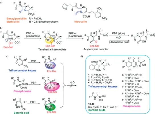 Figure 2. Active site views from structures of R39 (green) bound to nitroceﬁn (magenta, PDB ID 1W8Y 12 ) and 10 (blue, PDB ID 2XLN)