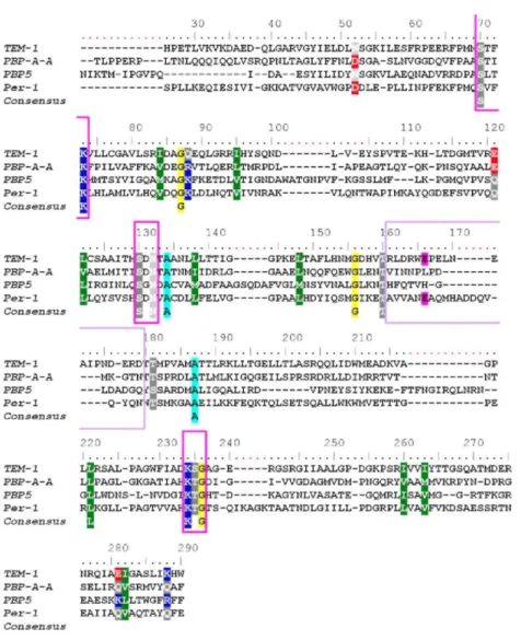 Fig. 2. Structural alignment of TEM-1 (1btl), PBP-A chain A, PBP5, and PER-1. Structural alignment was  achieved with Mustang 54  and edited using BioEdit