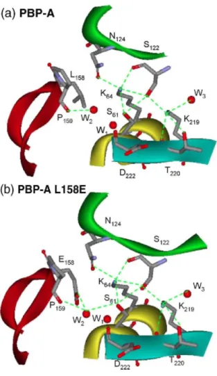 Fig. 3. Hydrogen bond network in the active site of PBP-A (a) and PBP-A-L158E (b). The segment of helix  abearing motif SXXK is yellow, the segment of loop bearing motif SDN is green, the segment of Ω-loop bearing  L/E158 is red, and the segment of strand 