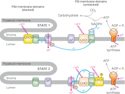 Figure 7: Les transitions d’´ etat (Lodish, 2003).