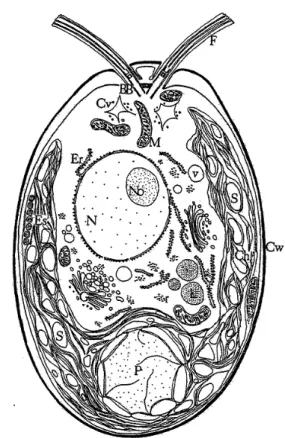 Figure 1: Repr´ esentation d’une cellule de Chla- Chla-mydomonas en interphase. BB, corps basals ; Chl, chloroplaste ; Cv, vacuole contractile ; Cw, paroi ; Er, reticulum endoplasmique ; Es, eyespot ; F,  fla-gelle ; G, appareil de Golgi ; L, lipid body ; 