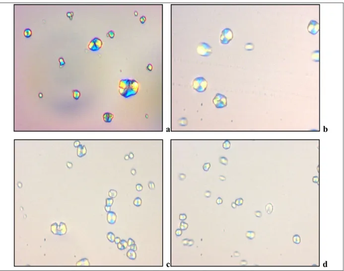 Figure 6.12 : Images des granules d’amidon colorés à l’iode observés au microscope  optique sous lumière polarisée (G 40x)