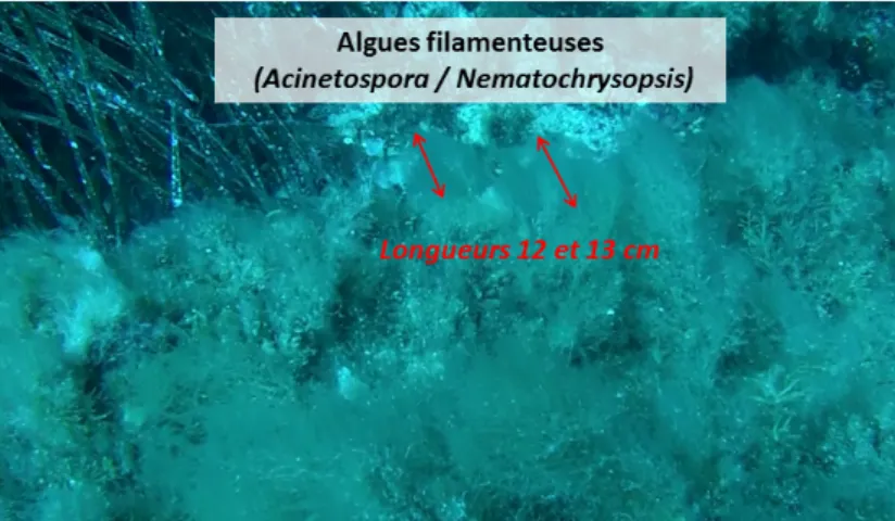 Figure 6: Estimation de la longueur de mèches d’algues filamenteuses