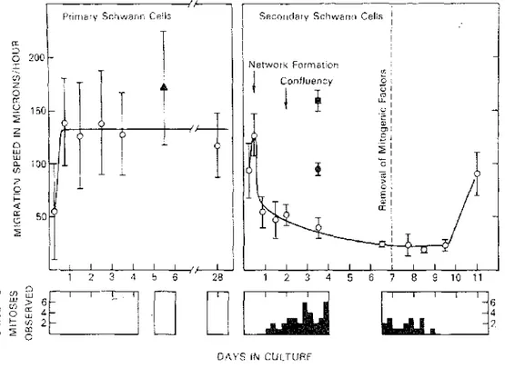 Fig. 10. Migratory activity of primary and secondary SC measured by video intensification microscopy