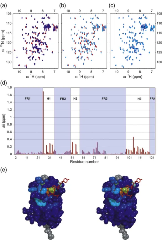 Fig. 4. (a) Overlay of the 15 N– 1 H HSQC spectra of NbSyn2, free (red), after addition of two equivalents of full-length α- α-synuclein (blue) at 298 K