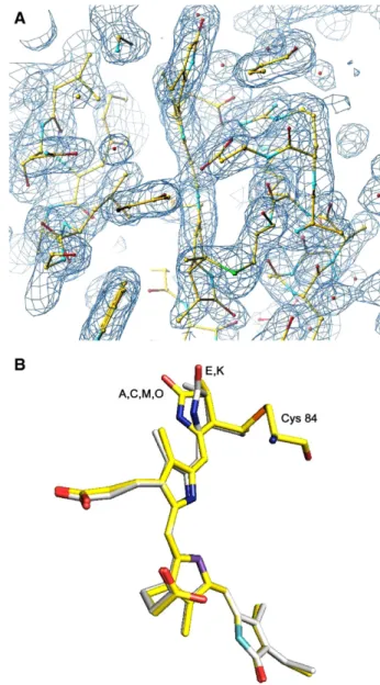 Fig. 2. Conformation of chromophores at α 84 . A) Fo – Fc electron density map showing the electron density of chromophore at α 84 in chain K