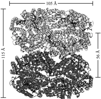 graphic symmetry was not used, each subunit was solved independently 6 times providing confidence in the sequences reported for the α and β subunits