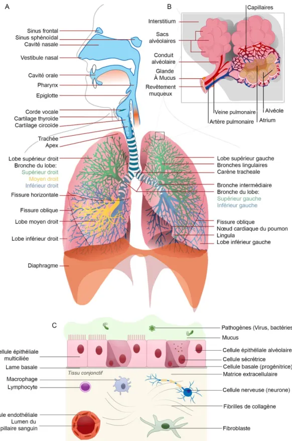 Figure 1 : Représentation schématique des poumons et de l’épithélium respiratoire broncho-pulmonaire