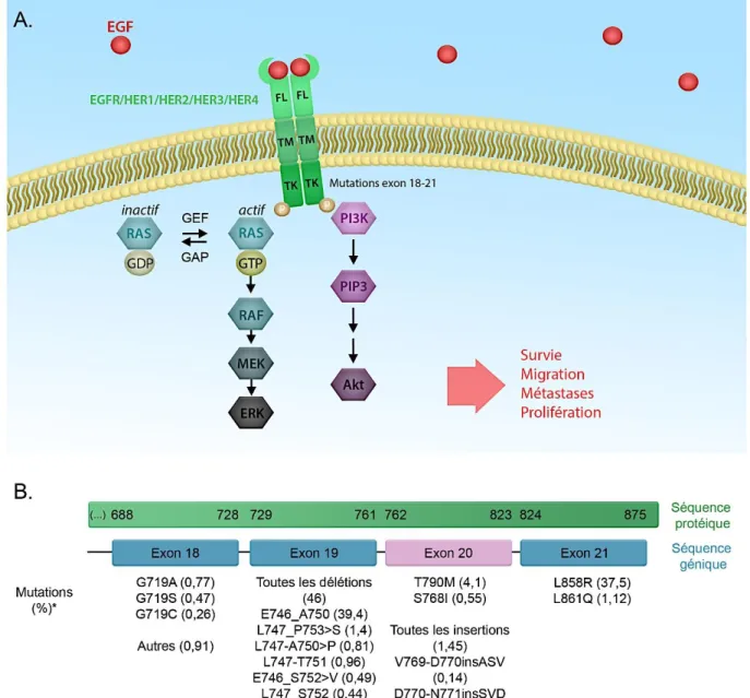 Figure 6: Voies de signalisation de l'EGFR et mutations impliquées dans les cancers broncho-pulmonaires
