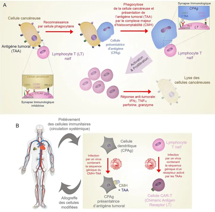 Figure 14: La réponse immune anti-tumorale et les stratégies de l'immunothérapie.  