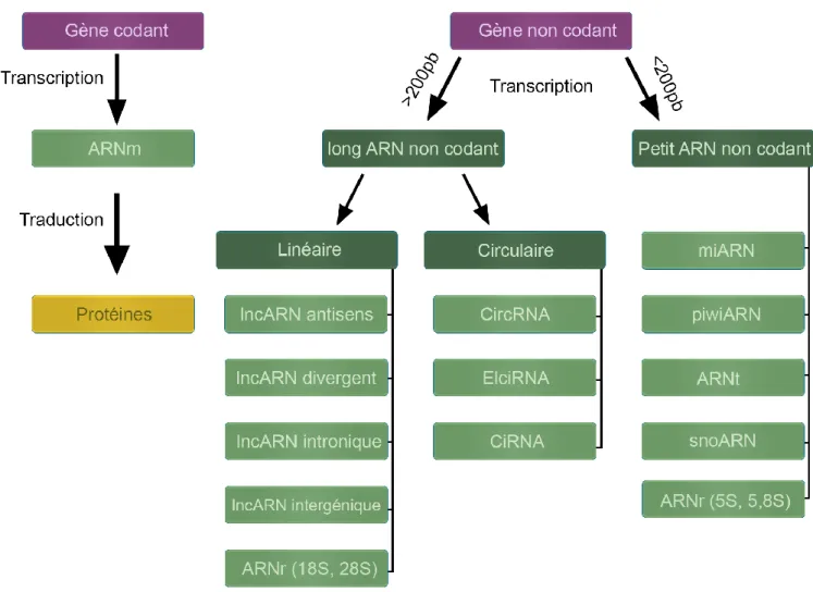 Figure 15: Classification des acides ribonucléiques codants et non codants chez les mammifères