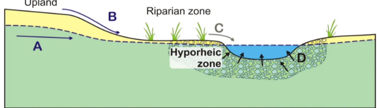 Figure 1-3 : Coupe schématique au travers d’une rivière indiquant les différents écosystèmes rencontrés  (versant, zones riparienne et hyporhéique) ainsi que les différents flux d’eau et de nutriments (A : flux d’eau 