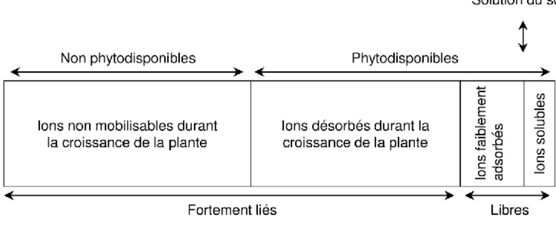 Figure 3. Représentation schématique de la répartition et de la phytodisponibilité des éléments traces dans les  sols (modifié d’après Bourrelier et al., 1998)