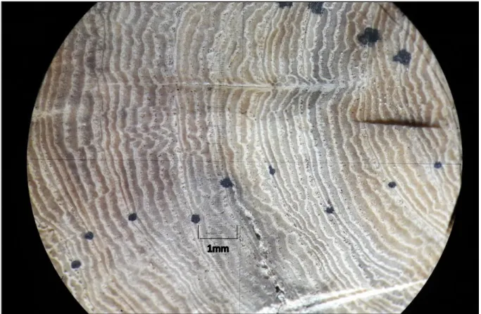 Figure  13  :  Exemple  de  comptage  de  cernes  sous  loupe  binoculaire.  Rondelle  prélevée  à  la  station  5B