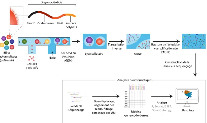 Figure Introduction 4 Schématisation du procédé expérimental du scRNA-seq, comme exposé dans la section  4.3 ADNc, ADN complémentaire ; UMI, unique molecular identifier, identifiant moléculaire unique