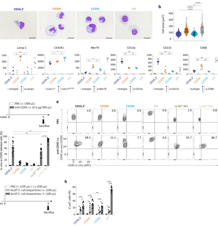 Fig.  2  Morphology,  phenotype,  tissue  association  and  phagocytic  abilities  of  lung  CD64 +   subpopulations