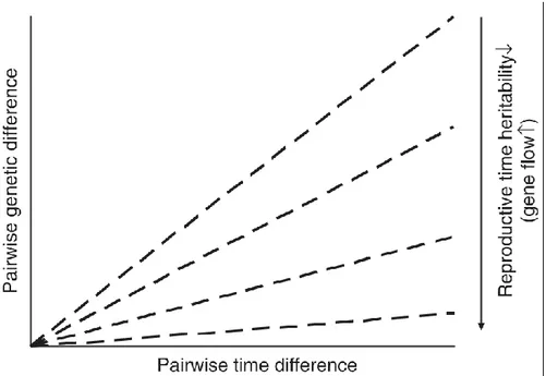 Figure 3. Schématisation de l'influence de l'héritabilité sur l'intensité de l'IBT (accroissement de l'écart génétique  en fonction des écarts entre temps de reproduction) (Hendry &amp; Day 2005)
