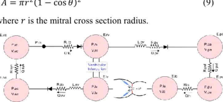 Figure 2: CVS model made up of 7 elastic chambers and  the non-linear rotational spring model of the mitral valve  We  simulate  the  model  (Figure  2)  with  Matlab  (The  MathWorks,  USA)  and  solve  the  system  of  ordinary  differential equations wi