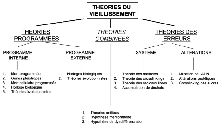 Figure 4. Synthèse des principales théories du vieillissement selon un classement en trois catégories (S EMSEI , 2000)