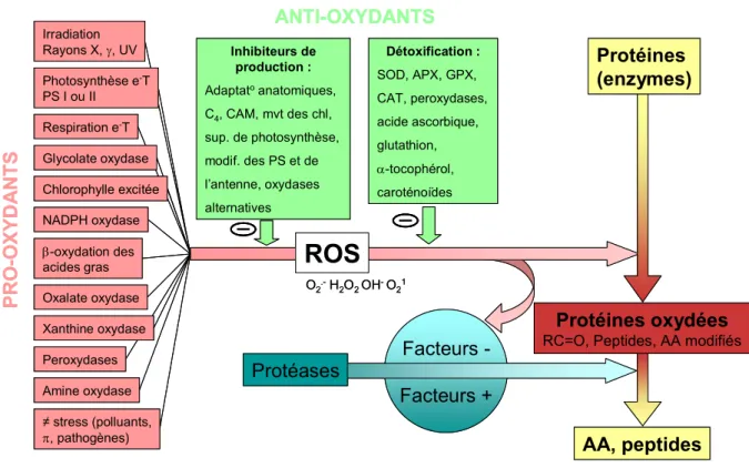 Figure 5. Balance des systèmes pro- et anti- oxydants et ses conséquences sur la production des formes actives  d'oxygène (ROS) intervenant dans l’oxydation protéique (adapté de M ITTLER , 2002)
