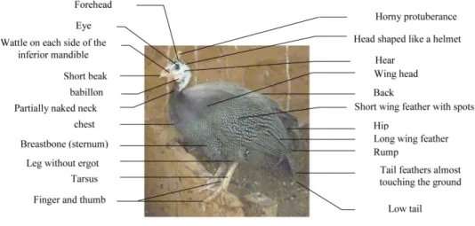 Figure 1: Morphology of guinea fowl 