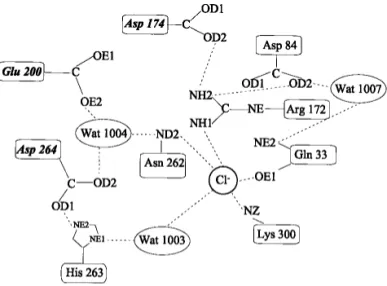 Fig. 1. Schematic representation of the chloride binding site and of the interaction network with active site residues (adapted from Qian et al.