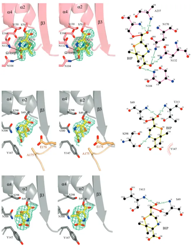 Figure 3. (Left) Stereoviews of omit difference electron density maps (F o - F c ) covering the BIP moiety covalently linked to the active serine