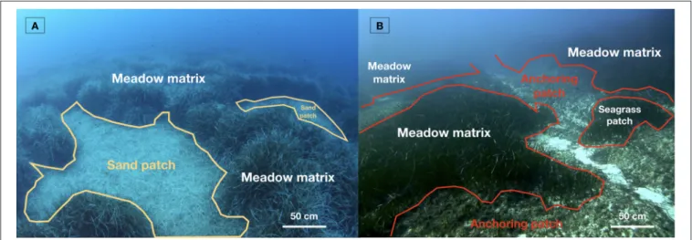 FIGURE 1 | Two contrasted P. oceanica seascapes in Calvi Bay at 20 m depth (Corsica, France): (A) a natural seascape made of sand patches generated by water movements; (B) a seascape impacted by intensive anchoring leading to dead matte patches