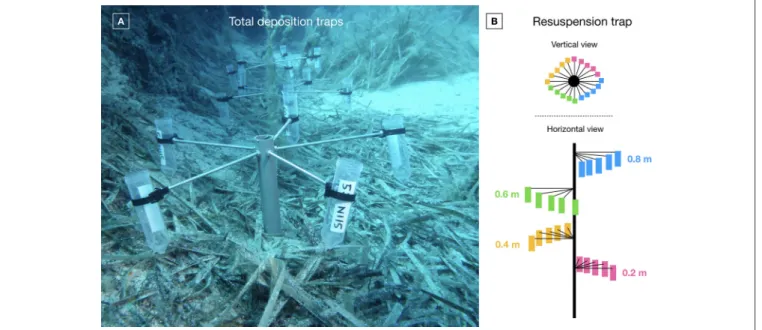 FIGURE 4 | (A) Total deposition traps in a natural patch (photo: A. Abadie); (B) Schematic vertical and horizontal views of a resuspension trap.