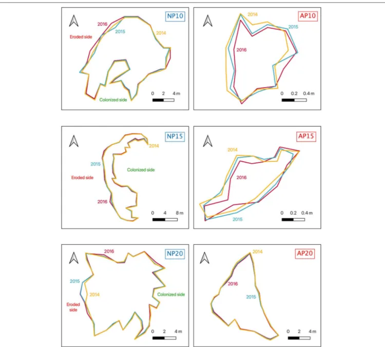 FIGURE 5 | Maps of the borders of natural (NP10, NP15, NP20) and anchoring patches (AP10, AP15, AP20) in 2014 (yellow), 2015 (blue), and 2016 (red)