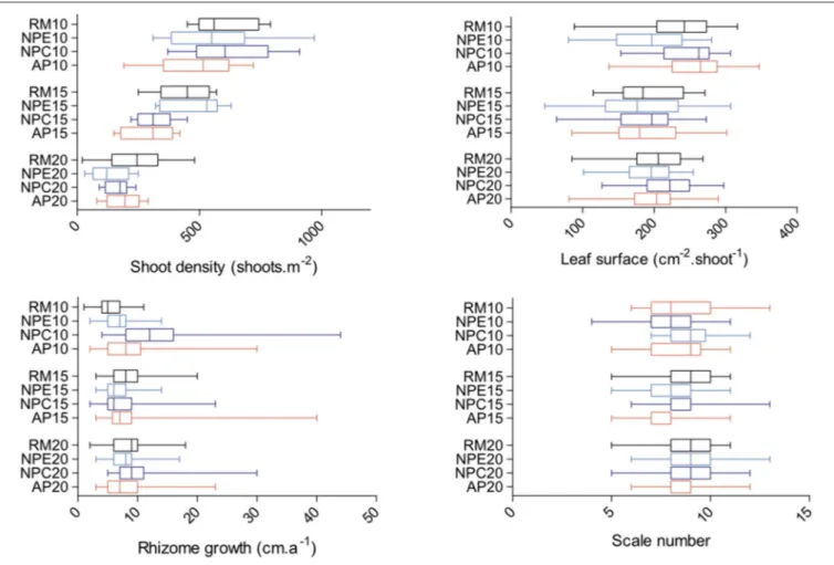 FIGURE 7 | Boxplots of leaf surface (cm −2 .shoot −1 ), shoot density (shoots.m −2 ), rhizome growth (cm.a −1 ), and leaf scale number per year (scales) for each of the 12 monitored stations (RM, reference meadow, black; NPE, natural patch erosion, clear b