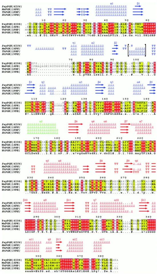Fig. 3    Sequence alignments  of PsyPGK (6I06), MsPGK  (16PK), ThPGK (1PHP) and  HtPGK (1VPE) performed  using CLUSTALW  (Thomp-son et al