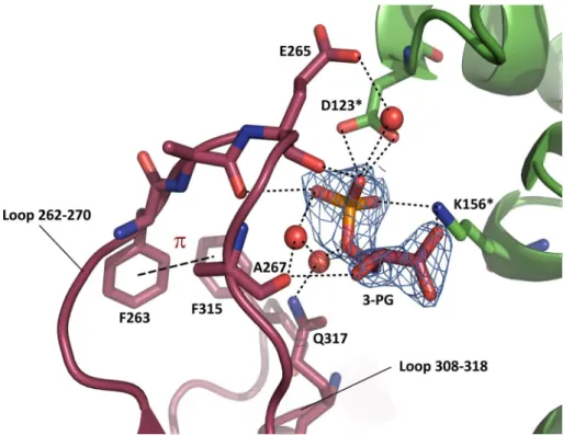 Fig. 4    Reaction product  (glycerate 3-phosphate) binding  contributes to stabilize loop  262–270 and loop 308–318