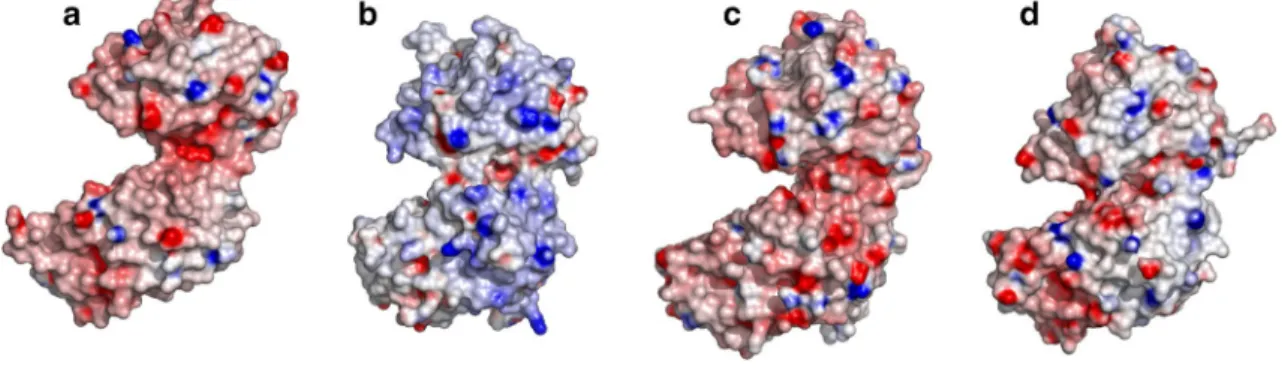 Fig. 5    Surface representations of PsyPGK (a), MsPGK (b), ThPGK (c) and HtPGK (d) displayed at the same potential level