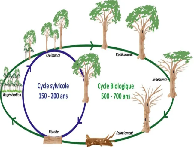 Figure 1. Représentation schématique du cycle sylvicole et du cycle biologique d’un arbre