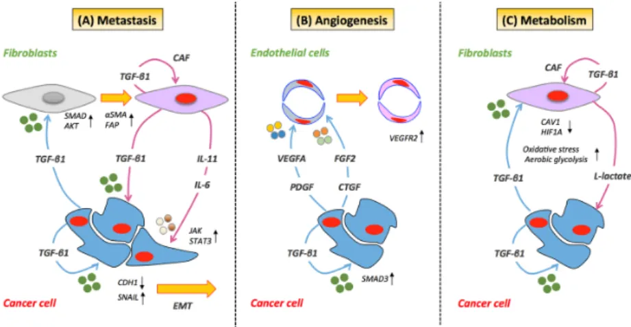 Figure 2. TGF‐β‐mediated cancer cell/stromal cell crosstalk. (A) TGF‐β can activate resident stromal  cells  giving  rise  to  cancer‐associated  fibroblasts  (CAFs).  In  cancer  cells,  TGF‐β  promotes  the  transcription of SNAIL, the functional loss of