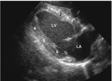 Table 1  Wall motion scores applied in equine stress echocardiography according to  Gehlen et al