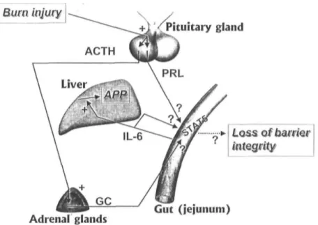 Figure 1 summarizes the hypothesis we will test in this article. This hypothesis proposes that after burn injury,  the pituitary synthesis and/or release of PRL and ACTH are increased, under the control of the hypothalamus  and systemic regulators
