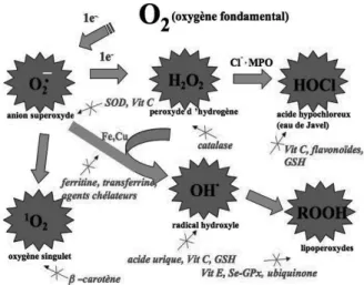 Figure 1 : Aperçu des différentes espèces oxygénées activées (EOA) et des  antioxydants régulateurs  de leur production